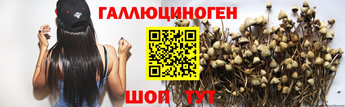Касимов  Галлюциногенные грибы Cubensis  Вход с VPN 